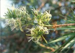 Dracaena mannii