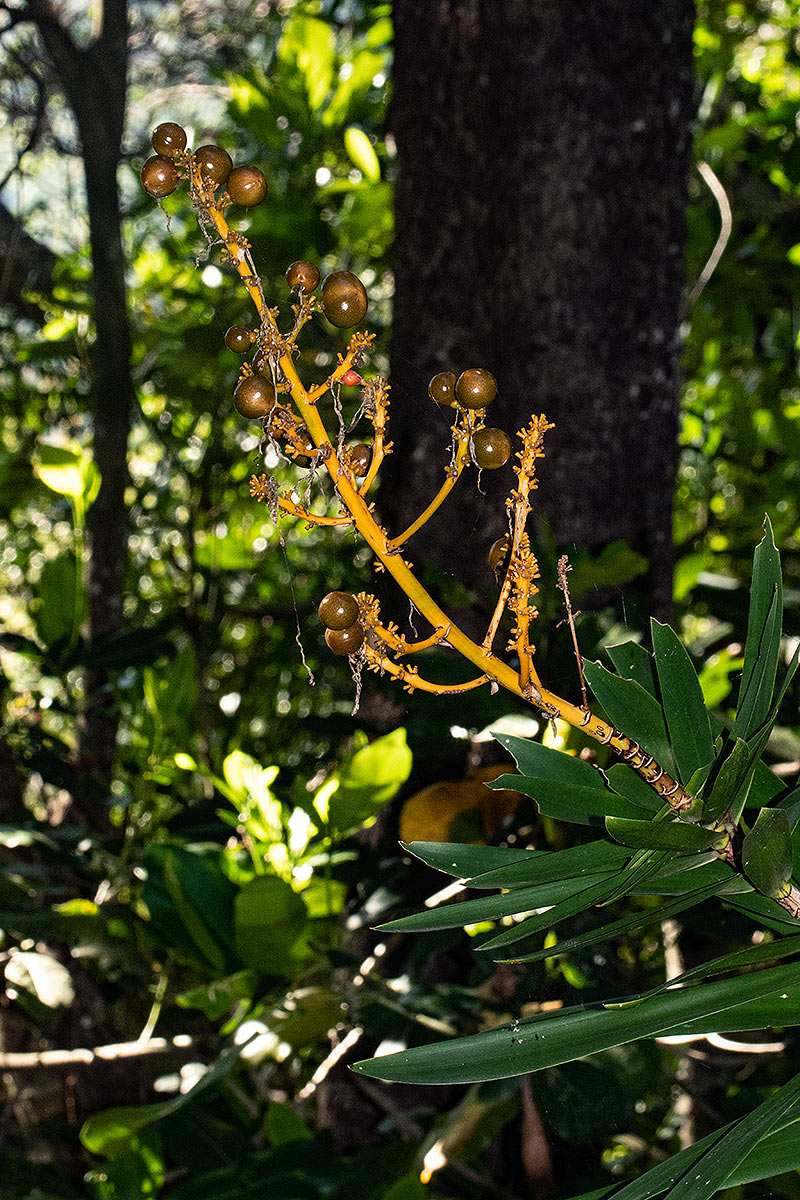 Dracaena mannii