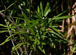 Dracaena mannii