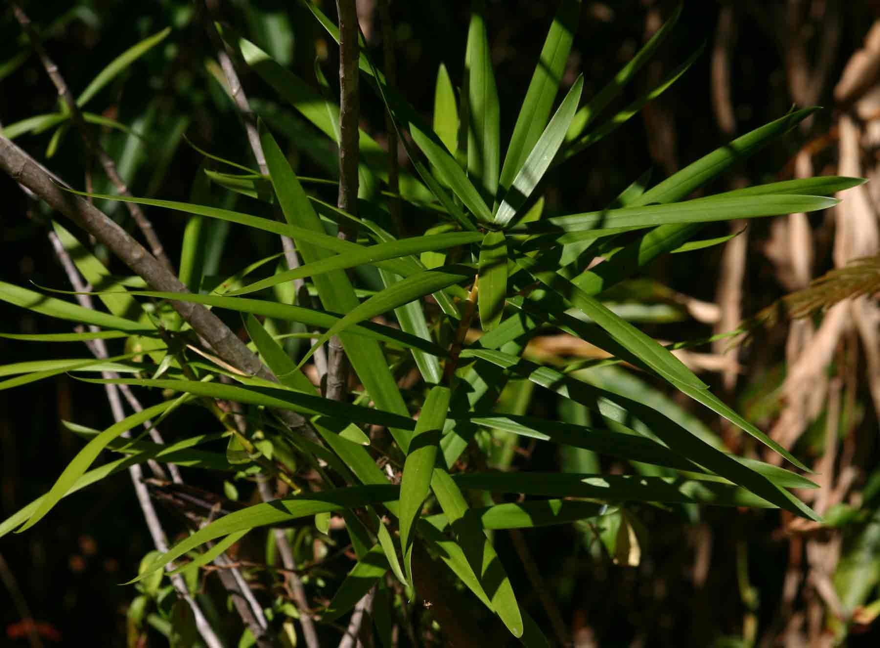 Dracaena mannii