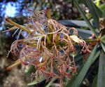 Dracaena mannii