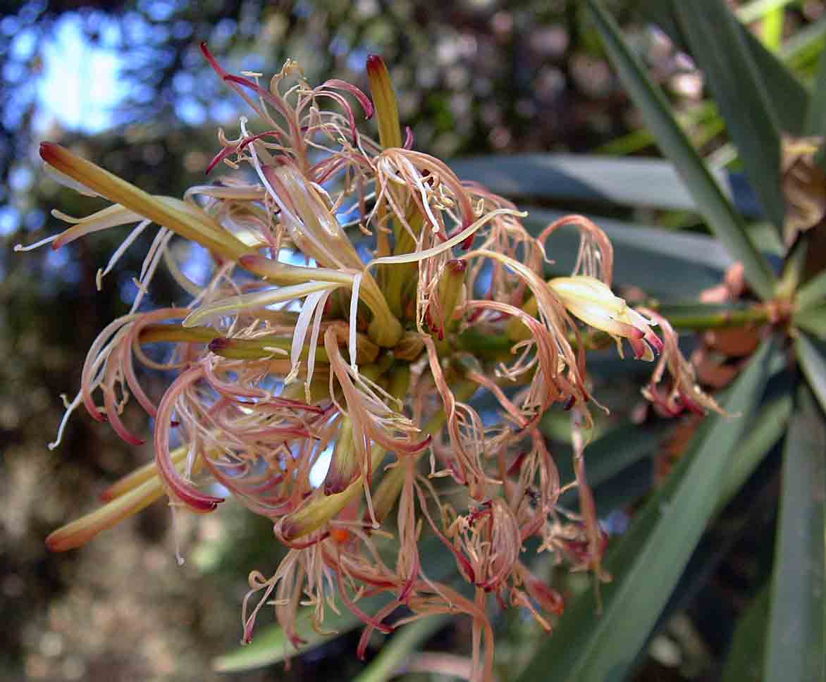 Dracaena mannii