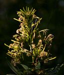 Dracaena mannii