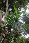 Dracaena mannii