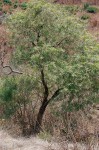 Dracaena mannii