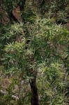 Dracaena mannii