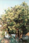 Dracaena mannii