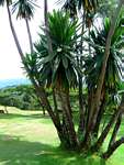 Dracaena steudneri