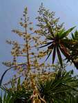 Dracaena steudneri