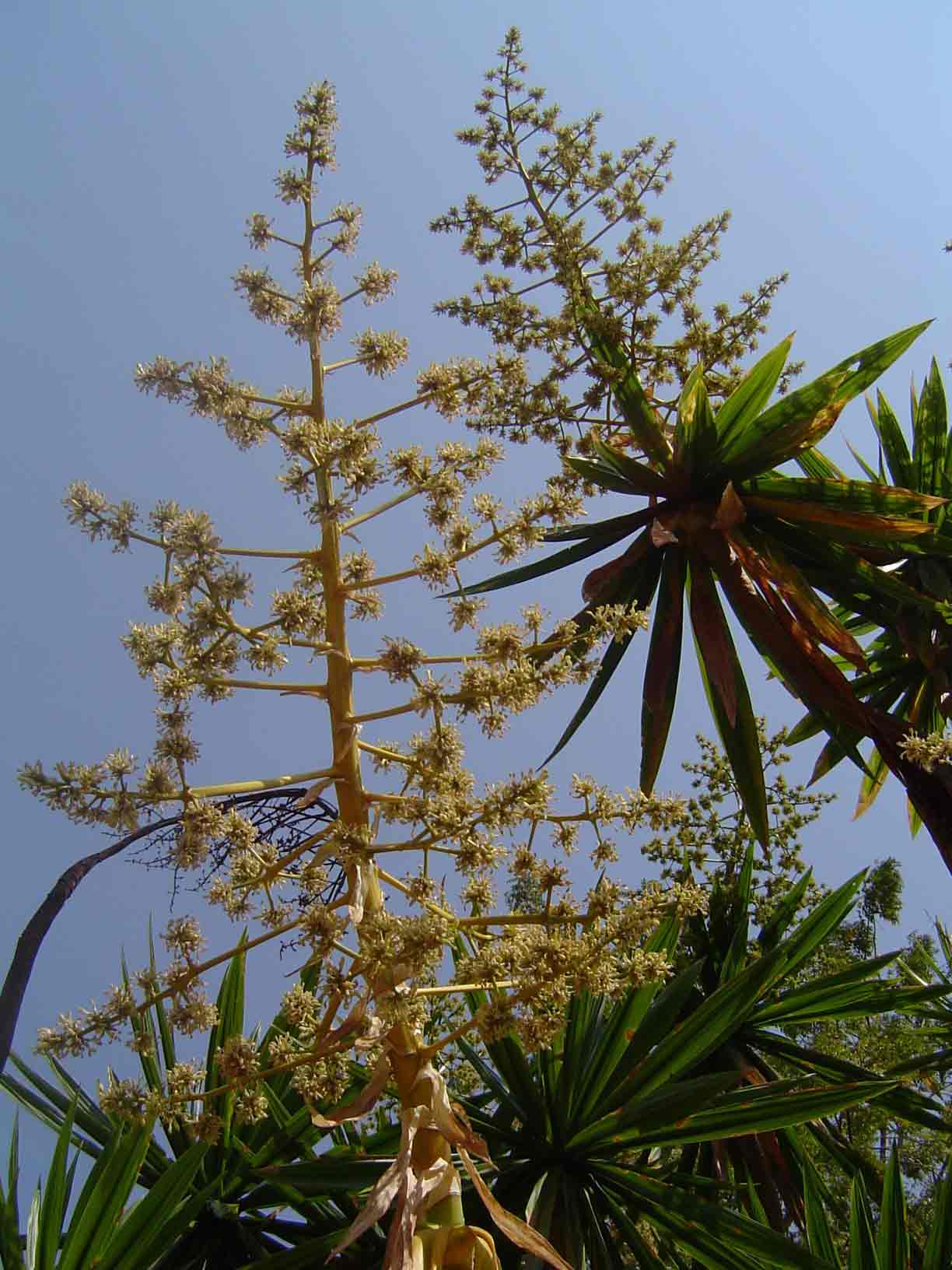 Dracaena steudneri