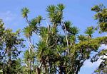 Dracaena steudneri