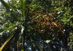 Dracaena steudneri