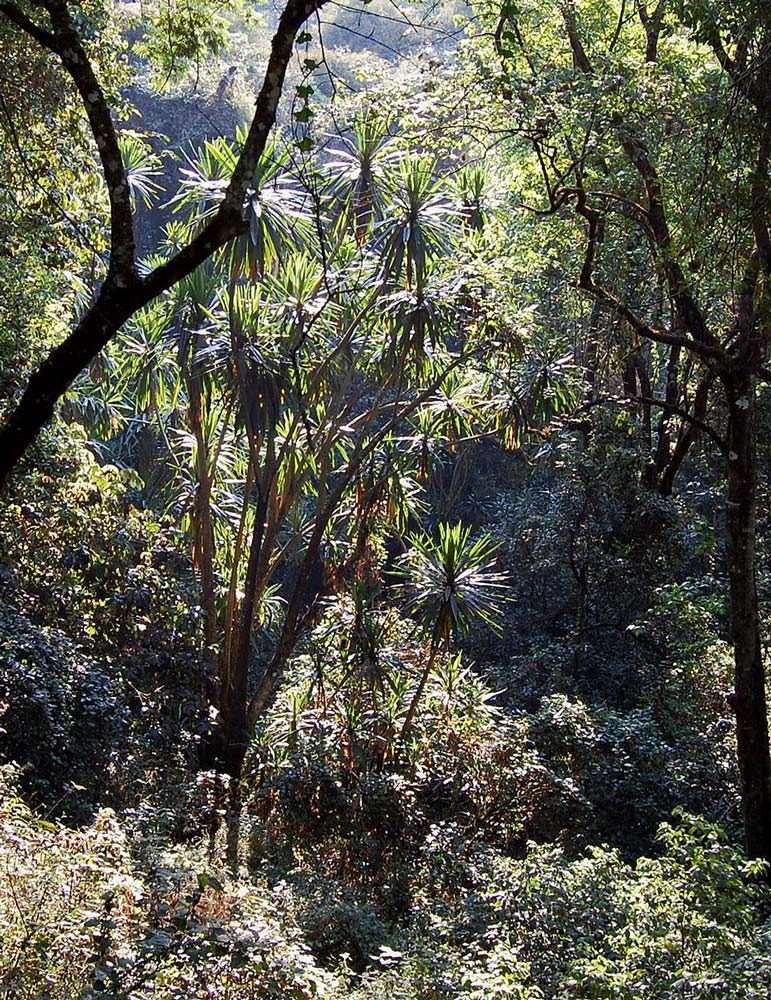 Dracaena steudneri