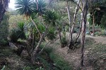 Dracaena steudneri