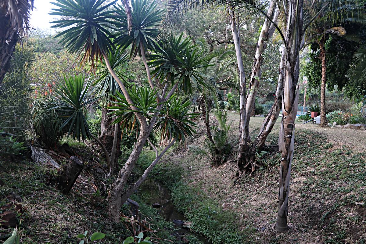 Dracaena steudneri