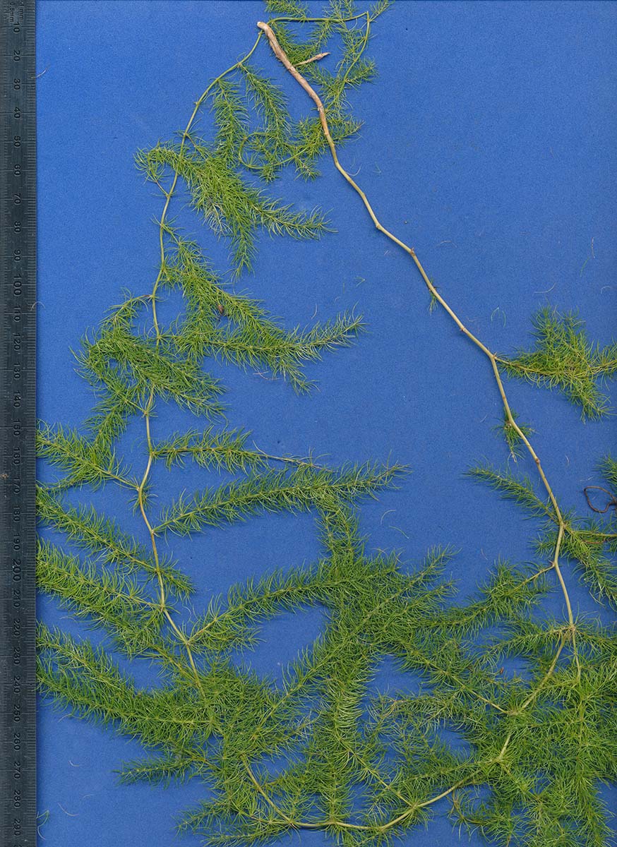 Asparagus africanus Asparagus africanus