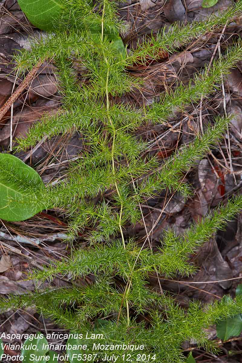 Asparagus africanus