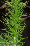 Asparagus africanus