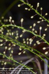 Asparagus africanus