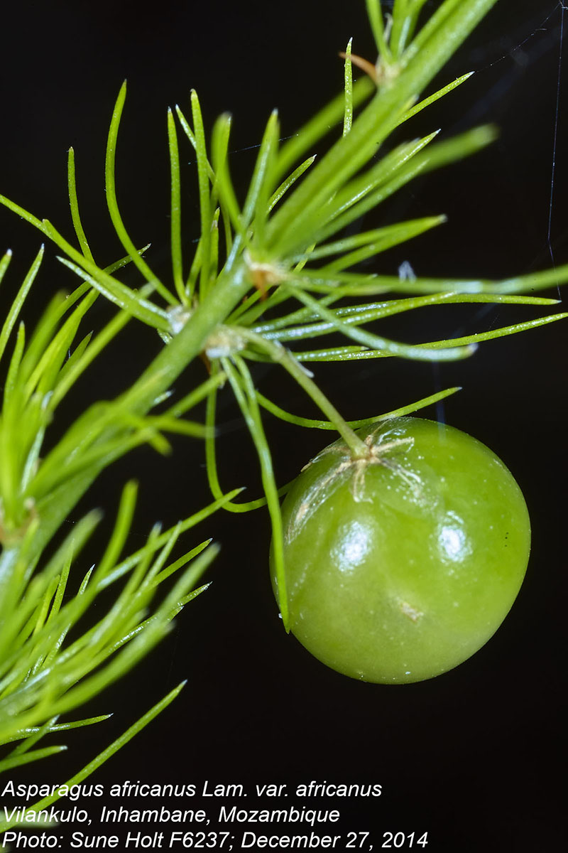 Asparagus africanus Asparagus africanus