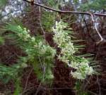 Asparagus laricinus