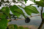 Smilax anceps