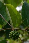Smilax anceps