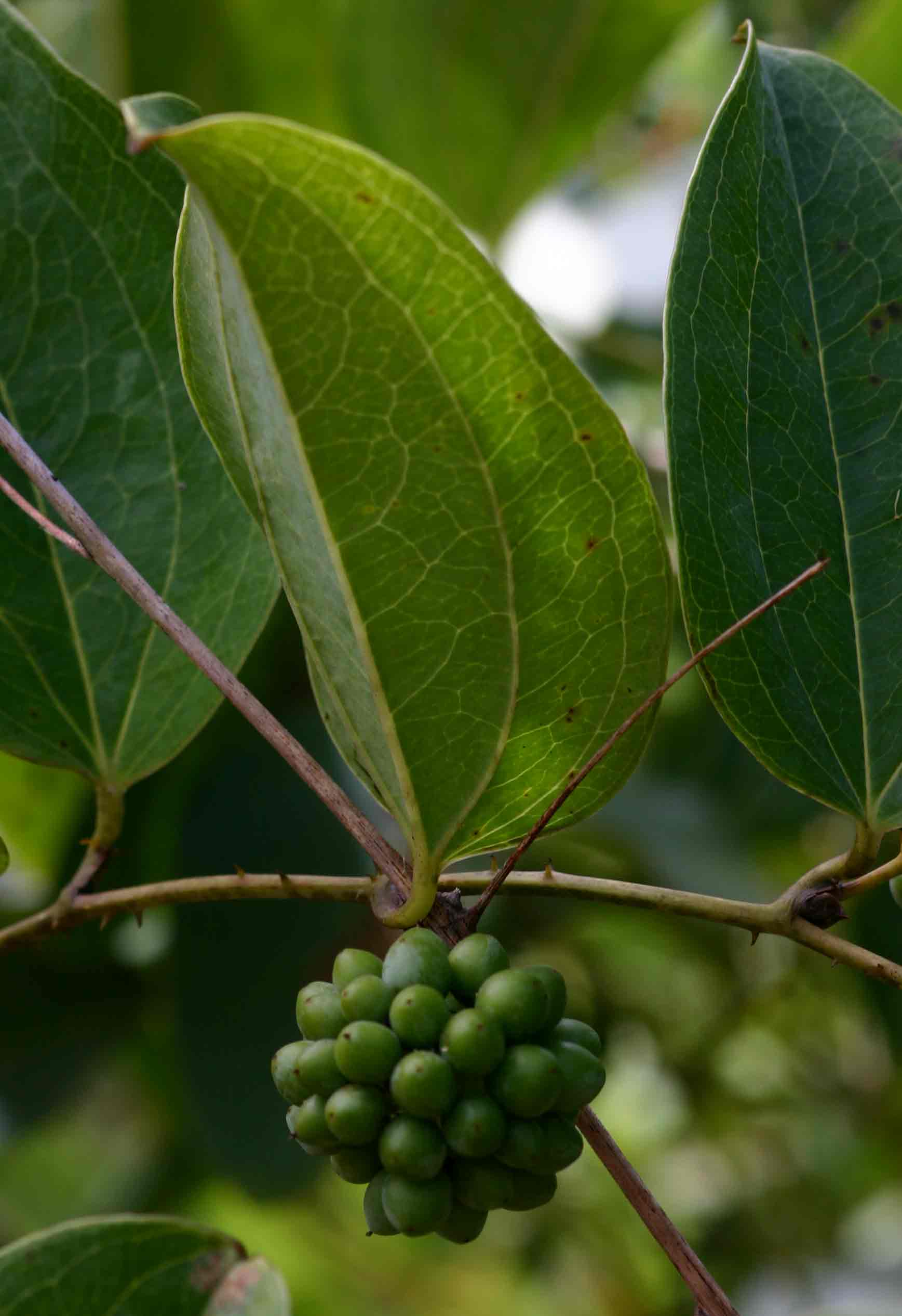 Smilax anceps