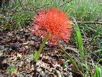 Scadoxus multiflorus subsp. multiflorus