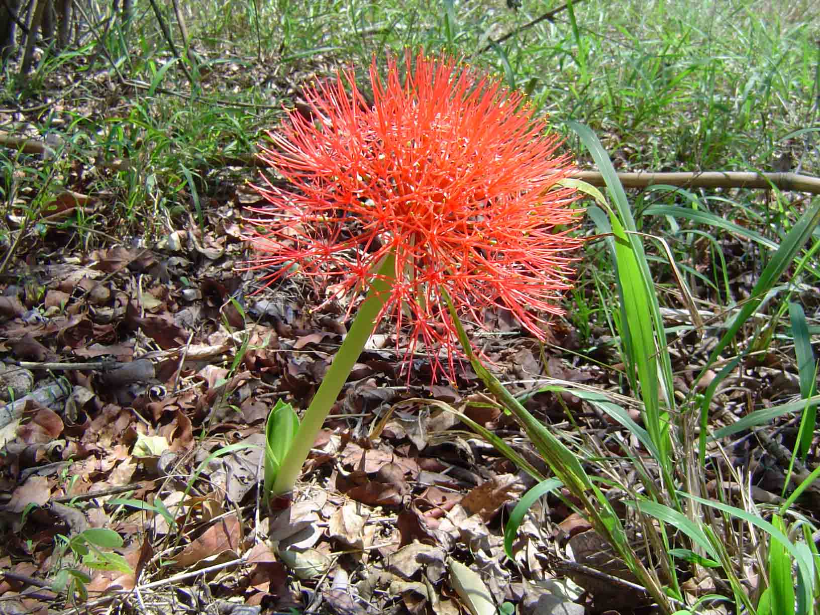 Scadoxus multiflorus subsp. multiflorus
