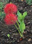 Scadoxus multiflorus subsp. multiflorus