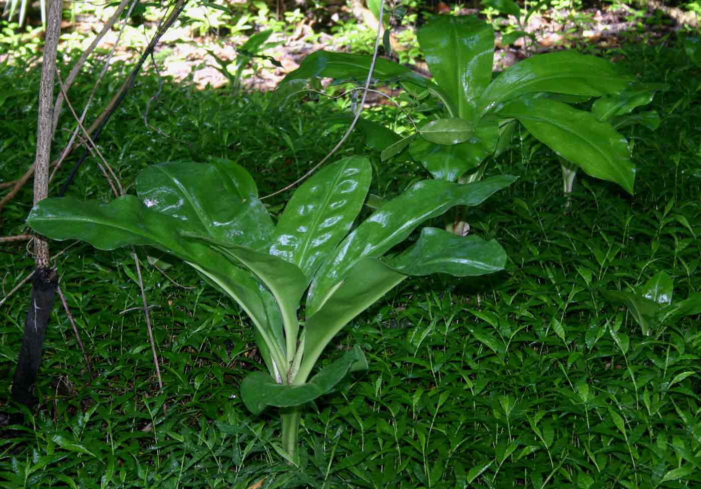 Scadoxus multiflorus subsp. multiflorus