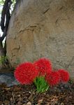 Scadoxus multiflorus subsp. multiflorus