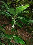 Scadoxus multiflorus subsp. multiflorus