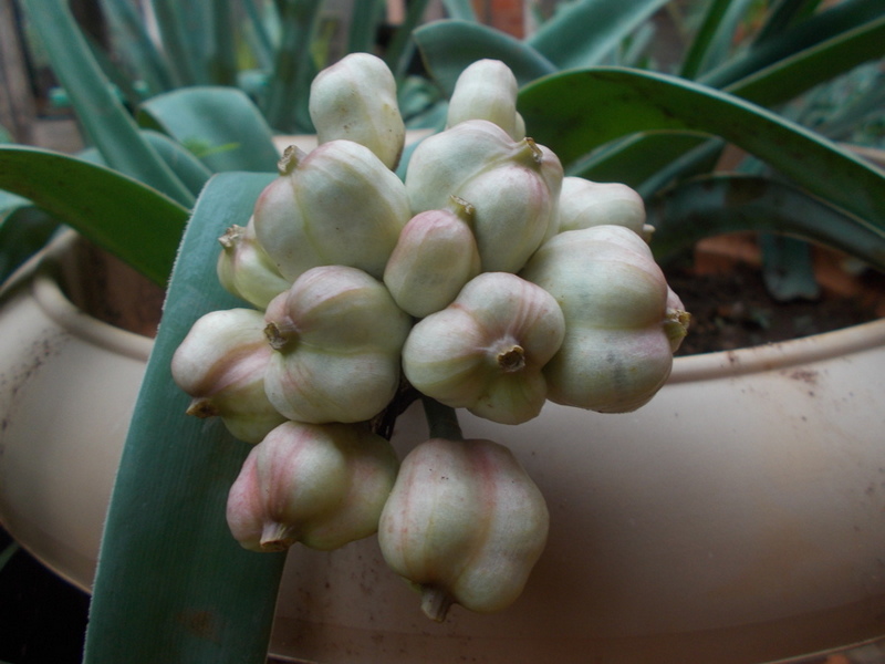 Ammocharis tinneana
