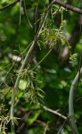 Dioscorea dumetorum