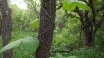 Dioscorea dumetorum