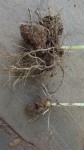 Dioscorea dumetorum