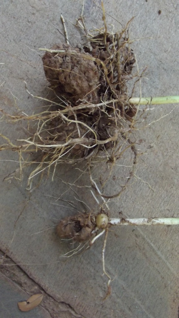Dioscorea dumetorum