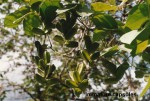 Dioscorea dumetorum