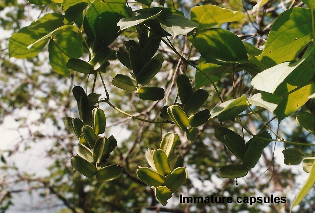 Dioscorea dumetorum