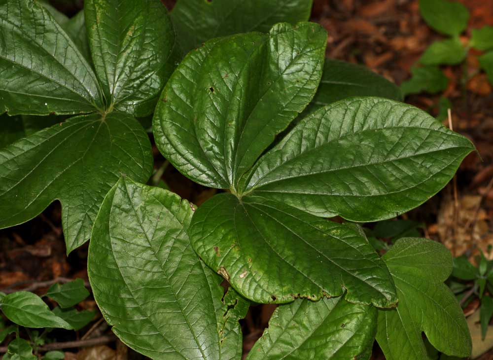 Dioscorea dumetorum