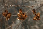 Dioscorea dumetorum