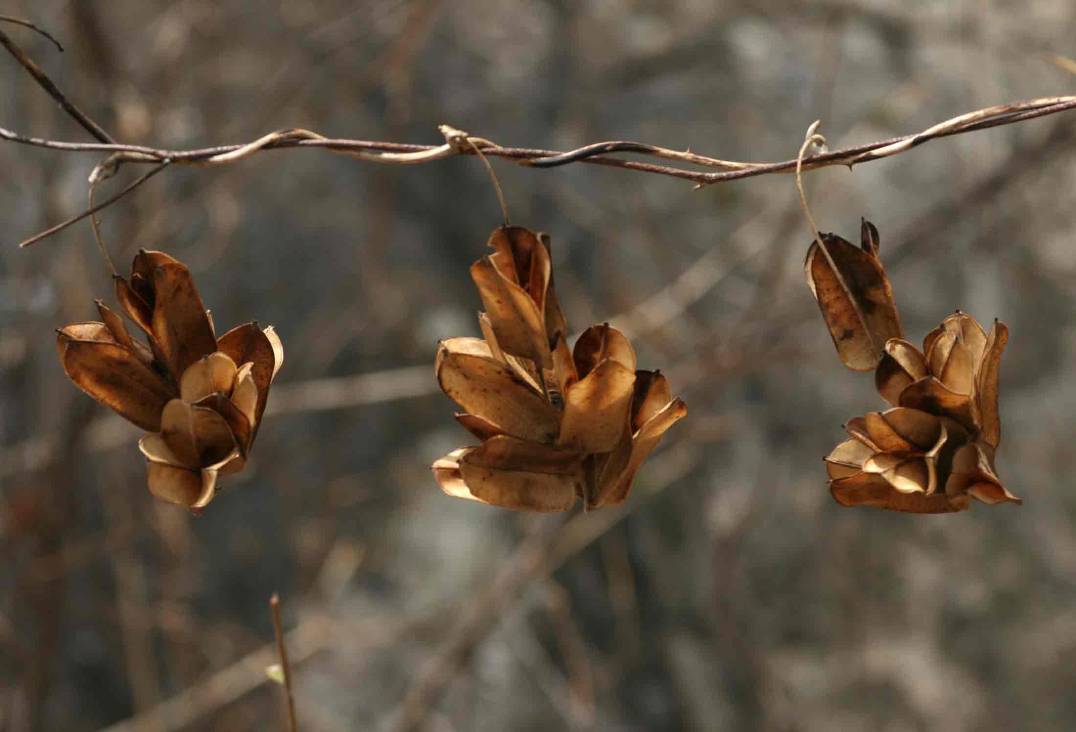 Dioscorea dumetorum