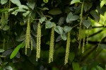 Dioscorea hirtiflora subsp. pedicellata