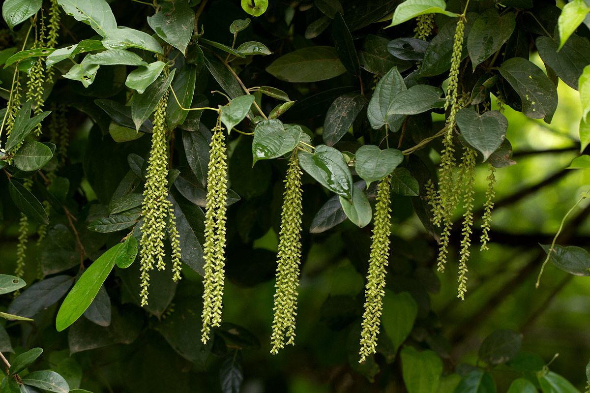 Dioscorea hirtiflora subsp. pedicellata