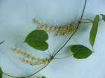 Dioscorea praehensilis