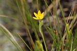 Hypoxis filiformis