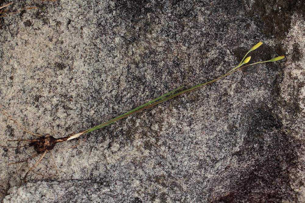 Hypoxis filiformis