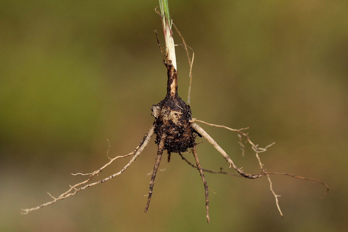 Hypoxis filiformis